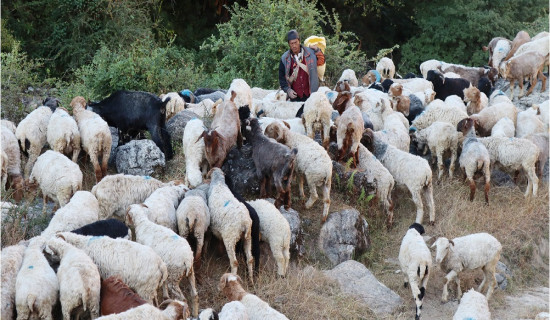 जीवन जङ्गलमै बित्छ भेडा गोठालाको