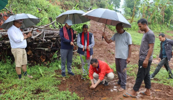 चक्लाबन्दीमा सुन्तला र कागती खेती