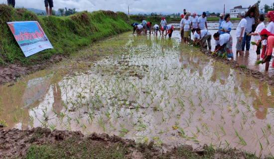 रैथाने धान जोगाउँदै प्रदेश सरकार