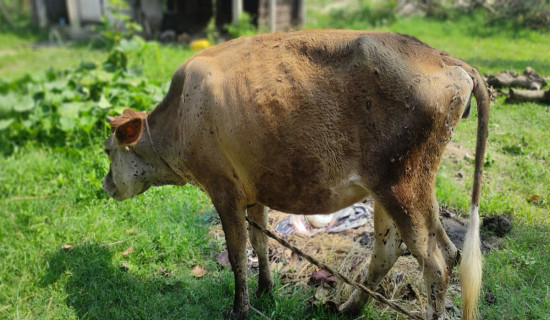 'लम्पी स्किन' रोगबाट दुई लाख बढी पशु सङ्क्रमित