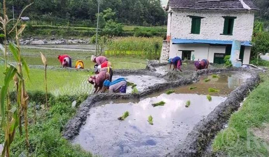 हराउँदै रोपाइँको मौलिकता : अहिले सुनिँदैनन् असारे भाका