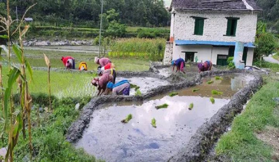 हराउँदै रोपाइँको मौलिकता : अहिले सुनिँदैनन् असारे भाका