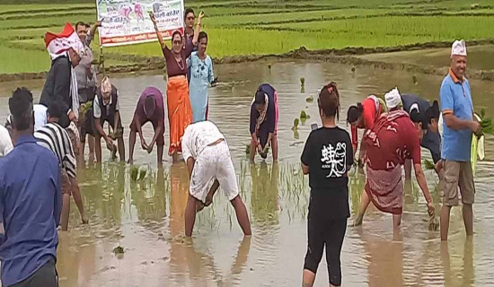 नवलपरासी पूर्वमा नौ प्रतिशत धान रोपाइँ