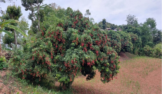 थोर्गाका कृषक व्यावसायिक लिची उत्पादनमा