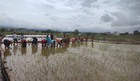 दाङमा ८ प्रतिशत रोपाइँ सम्पन्न