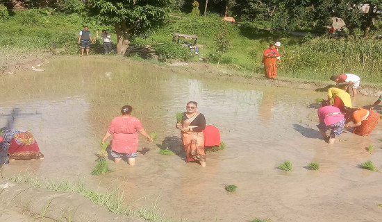 धनकुटामा धान रोपाइँको रमाइलाे