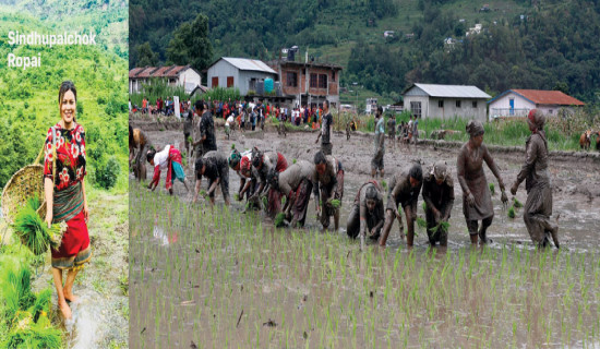 किसानलाई चटारो कलाकारलाई रमाइलो