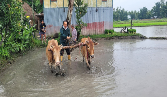 हराउँदै गए हल गोरु