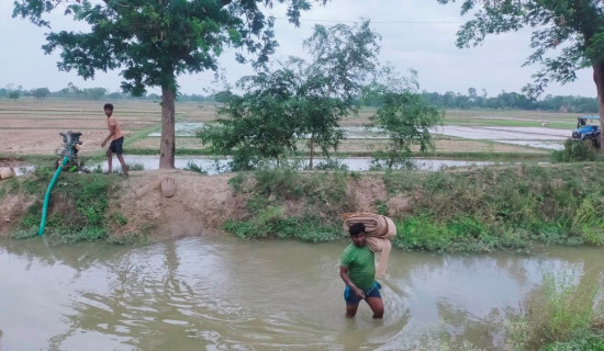 मनसुन आउन ढिलाइ हुँदा रोपाइँ थोरै