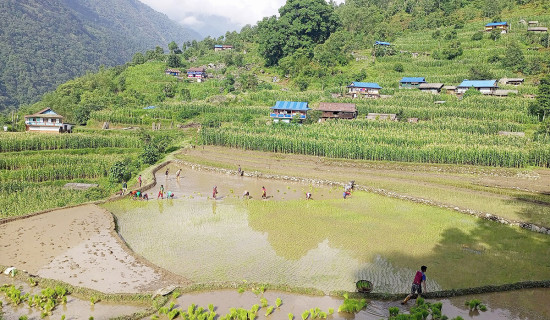 ताप्लेजुङमा ३७ प्रतिशत रोपाइँ सकियो