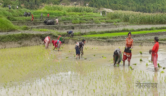 गुल्मीमा नौ प्रतिशत धान रोपाइँ