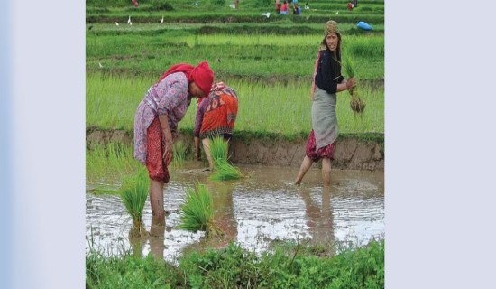 समावेशीकरणको दिशामा एउटा फड्को : गोरखापत्रद्वारा प्रकाशित जिरेल भाषा