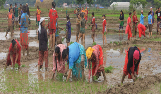 कर्णाली प्रदेशमा त्रिचालीस प्रतिशत रोपाइँ