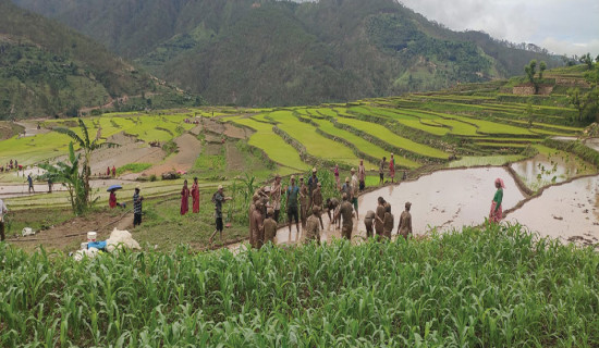 बैतडीमा नौ हजार हेक्टरमा धान खेती