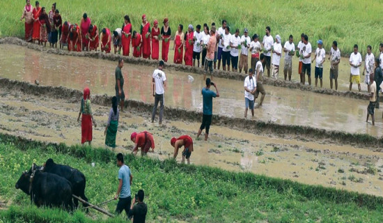 प्रदेशभरि एघार प्रतिशत मात्र रोपाइँ