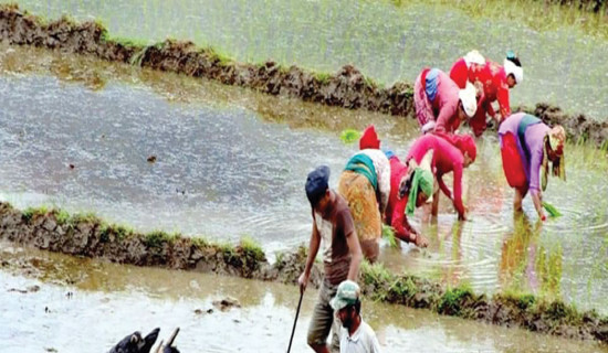 गत वर्षभन्दा धान रोपाइँमा कमी