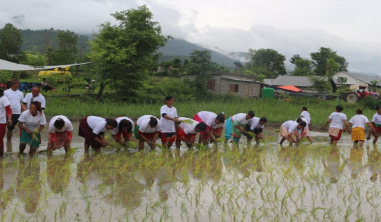 प्युठानमा ९० प्रतिशत रोपाइँ सकियो