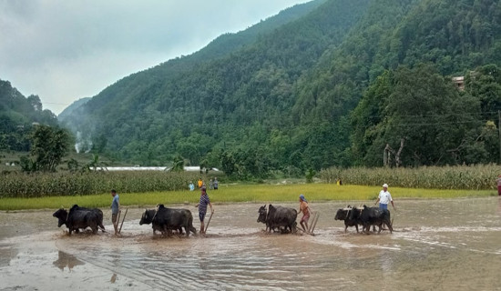 एउटै पाटोमा चार हलगोरु