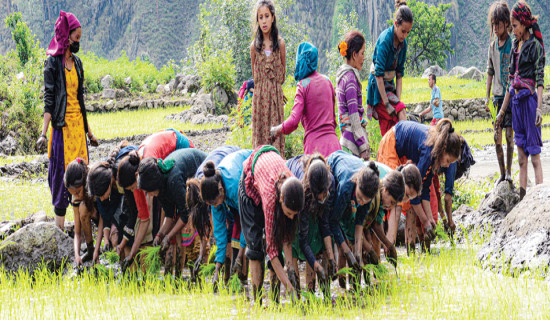 हुम्लामा पन्चानब्बे प्रतिशत रोपाइँ