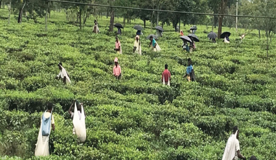 समावेशीकरणको दिशामा एउटा फड्को : गोरखापत्रद्वारा प्रकाशित बराम भाषा