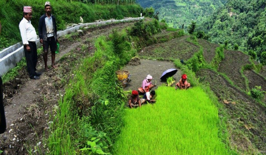 महिला नेतृत्वको सिँचाइ योजना समयमै सम्पन्न