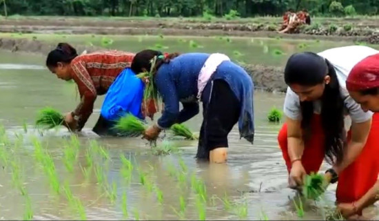 पानी नियमित नपर्दा रोपाइँमा समस्या