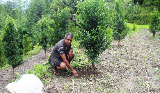 मङ्गलाका किसान व्यावसायिक खेतीतर्फ