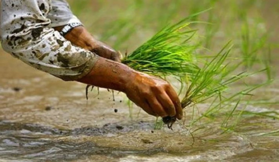 पोखरामा ६० प्रतिशत रोपाइँ