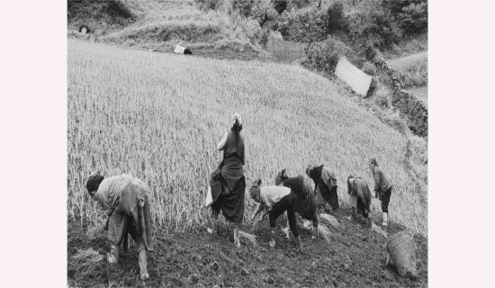 समावेशीकरणको दिशामा एउटा फड्को : गोरखापत्रद्वारा प्रकाशित ल्होमी भाषा