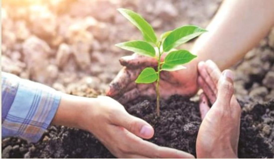 ‘एक घर एक बिरुवा’ बनाउँदै हरित सडक