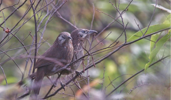 सहस्राब्दी पदमार्गलाई पर्यटकीय गन्तव्य बनाइने