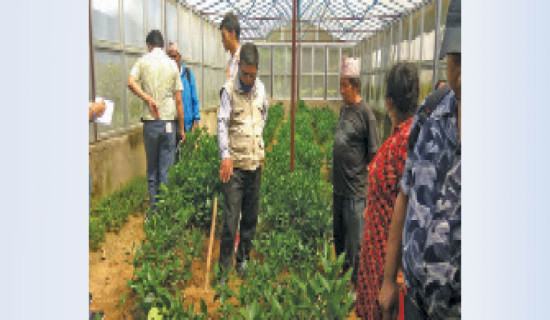 बिरुवा बिक्रीबाटै मनग्गे आम्दानी