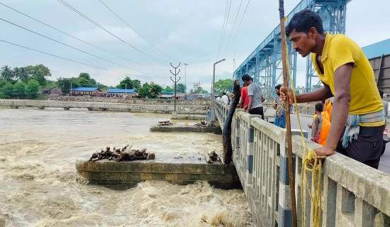 सप्तकोशीले बगाएर ल्याएको दाउरा निकाल्दै स्थानीय