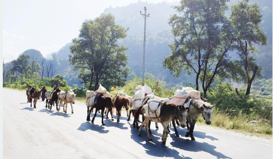 बर्खामा ढुवानी गर्न घोडा खच्चडकै भर