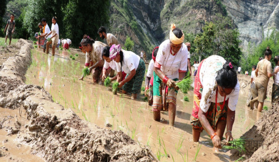 दोलखामा ६३ प्रतिशत मात्र धान रोपाइँ