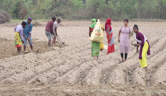 पालिकामै पहिलो पटक व्यावसायिक उखु खेती सुरु