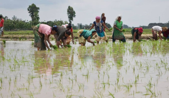 बाँकेमा ५० प्रतिशत रोपाइँ, वर्षा नहुँदा खेत बाँझै