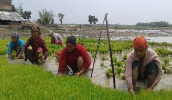 कोशी प्रदेशमा ५६ प्रतिशत धान रोपाइँ