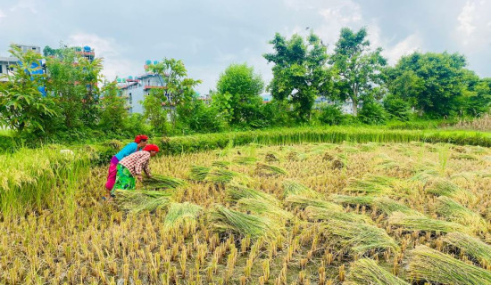 चैते धानखेती प्रवर्द्धन गरिँदै