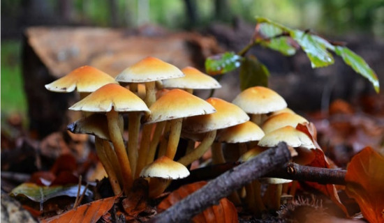 दाङमा विषालु च्याउ खाँदा दुई बिरामी