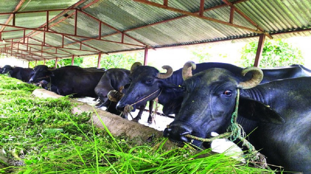 खाडीबाट फर्केर गाउँमा भैँसीपालन, मासिक चार लाख आम्दानी