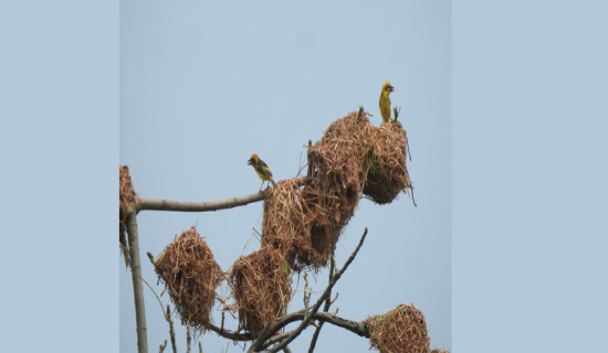 कम भेटिन थाले सुनौलो तोप चरा