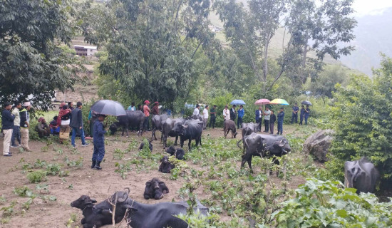 पशुसेवा कार्यालय डोल्पा द्वारा कृषकलाई भैँसी वितरण