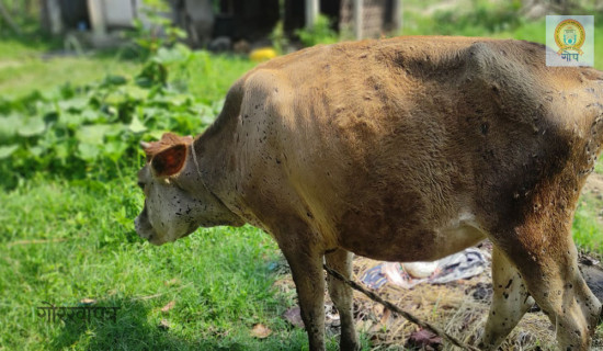 लम्पी स्किनबाट एक सय ५९ पशु मरे