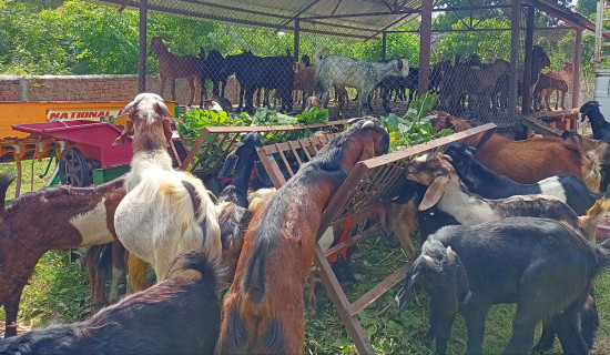आयआर्जनमा जोडिँदै महिला