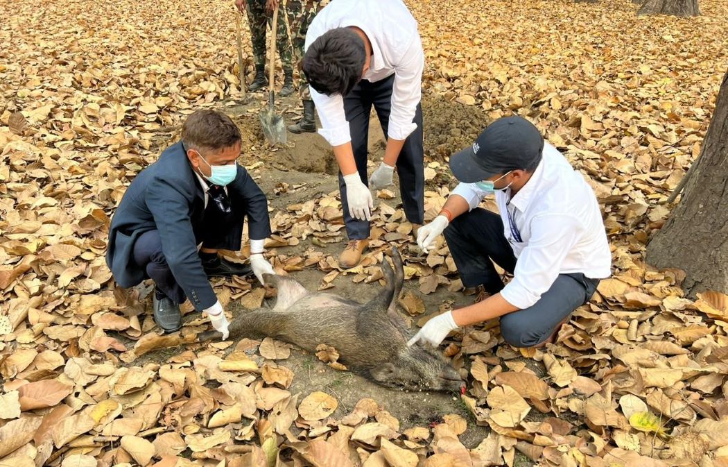 अफ्रिकन स्वाइन फिभर बँदेलमा फैलिदैं