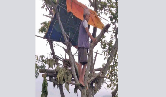 बाँदरबाट खेती जोगाउन रुखमै बास