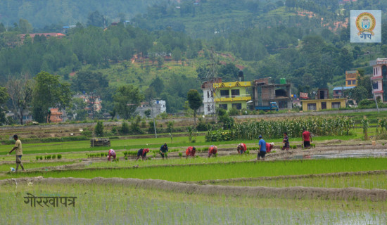 खेतमा रमाउँदै किसान (फोटो फिचर)