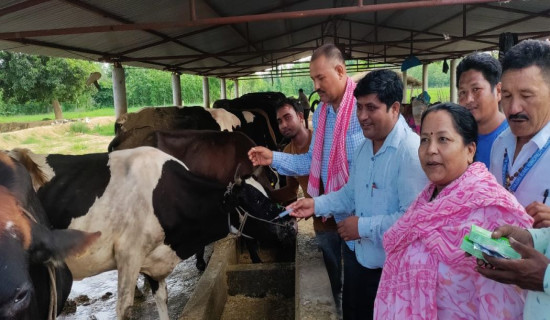 लम्पीस्किन रोगबाट ३५ हजार बढी गाईभैँसी प्रभावित