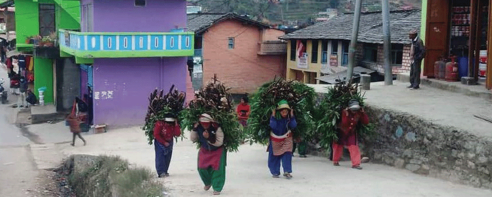 दाउरामा निर्भरको सङ्ख्या घटेन